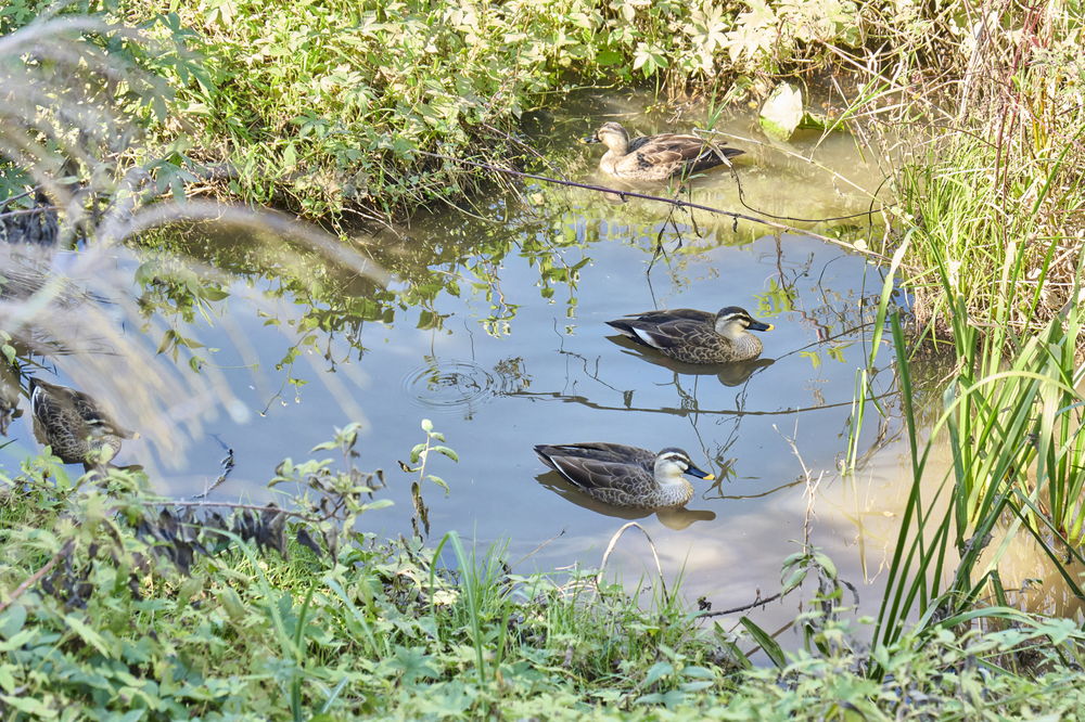 Blue Bee House 写真 1